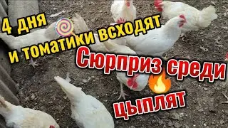 Быстрые всходы, базилик трёх видов. Подарок для Юли. Сюрприз среди цыплят. Купила особенный корм.ПМЖ