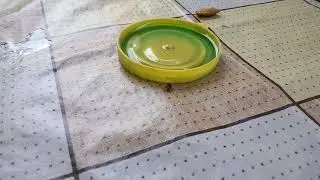 Отрава для мух