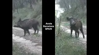 Jabalí/Senglar/Wild boar under the rain. Wildlife. Trail camera