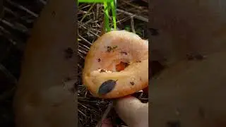 雨季过后就是野生菌的丰收，山野间的美味最是珍贵！记得观看本周的新视频，一起来吃菌子吧！#shorts #mushroom #dianxixiaoge #cooking