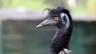 EMU the flightless and largest bird native to Australia