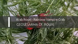 Krab Rouxi - Rainbow Vampire Crab – Geosesarma cf. rouxi (www.shrimp.sk)