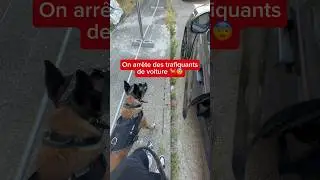 Intervention musclée 🐕 👮‍♂️ #chien #nino #malinois #dog #embrouille