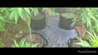 Outdoor grow in New York - Flowering stage - week 1