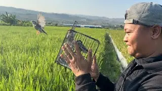 Alhamdulillah masih bisa ikut melestarikan alam, release burung hasil penangkaran 🤩🤩🤩