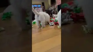 Tail wags