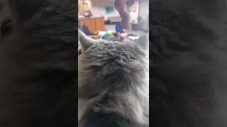 Насмотрелась и повторяет😂 #котовасенька #самаялюбимаякошка #паркур #офис
