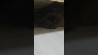 Хитропопика в своей берложке