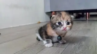 KUCING LUCU GEMESIN BAYI ANABUL GEMOY
