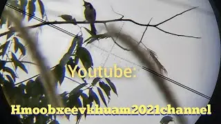 hunting/ yos hav zoov tua noog part 7 ຍິງນົກກີນໝາກ