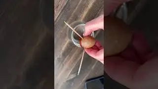 ПРОРОСЛА косточка из АВОКАДО!!! 