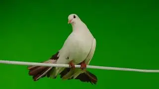 Green Screen: Pigeon | Chroma Key Full 1080p HD