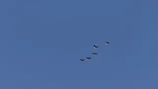 Красные белохвостые голуби ч  42