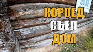 Как бороться с шашелем? Массовая вырубка леса из-за короеда. Короед внутри дома