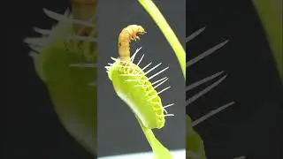 Feeding mealworm to fly trap #shorts #carnivore