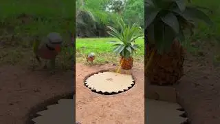 Amazing Bird Trap. #shortvideo #birds #pigeon #animals #cat