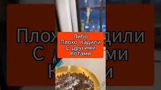 В каком возрасте лучше брать котят? 