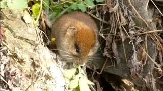 Arvicola rossastra (Myodes glareolus)