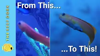 Great Aquarium Photos On Your Phone... In 3 Minutes!