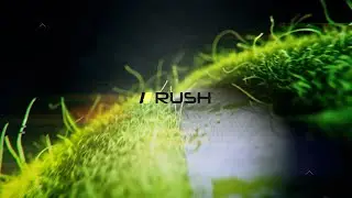 Motion Design - RUSH