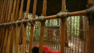 I'm a celeb- Two more join the jungle [High Quality]