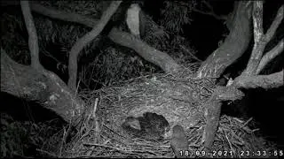 Silent visit owls in the night/Бесшумный визит совы в ночи