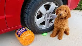 Crushinging Things with Car! Zoey's FUN Experiment: RUBIK'S CUBE VS CAR