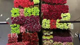 Van VLIET Flower Group is preparing for Valentine