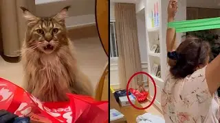 Cat was shocked to see its owner working out