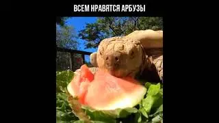 Animals loves watermelon / животные любят арбузы