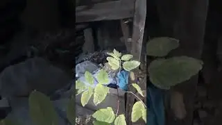 Пришли К Бомжу Домой | 
