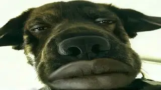 (Clean) Try Not to LAUGH 😂 Challenge IMPOSSIBLE | Funny Memes Compilation 2023 #1