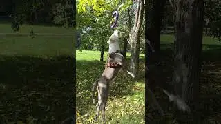 Подумайте прежде чем покупать АМСТАФФА 