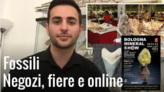 Dove si possono comprare i fossili?