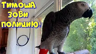 Call the police! Parrot Timosha. 