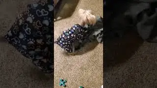 Puppy Kenji violates his blanket!