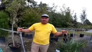 Fall and winter is the best time to plant here in the South.