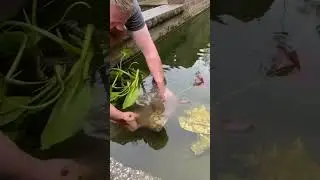 Adding Lilly’s to a koi pond