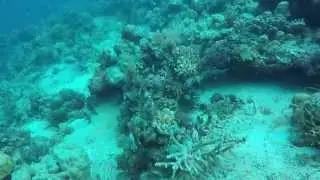 Samal Island Dive