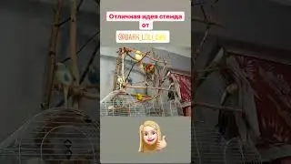 Игровые стенды для попугаев своими руками 
