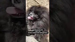 Приют "Домашний": "Выбери меня" Гарик очень ждёт Семью!