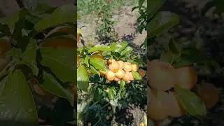 Слива Хасанка