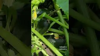 Кабачки завалят урожаем если их так подкормить сейчас! #shorts #short #shortvideo #огород