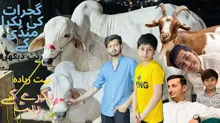 Gujrat Bakra Mundi | Mundi k janwar k rate bohat  ziada ha | Qurbani 2k24