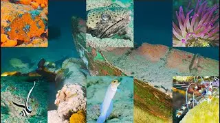 Treasure in the Rubble ep. 46 Bonaire