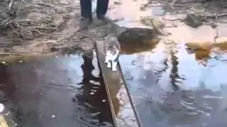 Кот смешно переходит ручей Cat Crossing River very Funny