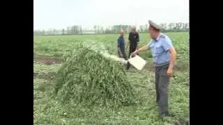 Шериф жжет коноплю умора