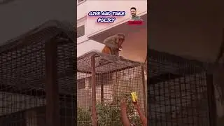 funny clips: Give and take policy 😂😆🤣 #funnyvideos #ask2abi #lol #trendingshorts #viral #shortsfeed