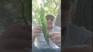 עלה קטן, בורא גדול ! בורא עולם מתגלה בפרטים הקטנים - חובה‼️  תשובה מהתבוננות ‼️