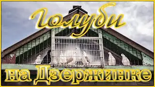 Первое знакомство с голубями Ряжска. (Олег Чесных)